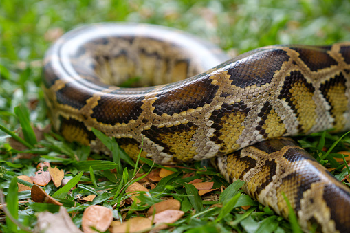 In a close-up shot, a python's shiny skin is depicted as it slides along the grass. This image captures the sleek and glossy texture of the python's scales as it moves gracefully across the ground.