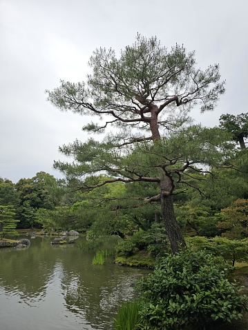 Chiayi City, Taiwan- November 9, 2023: Garden view of the Hinoki Village (cypress forest life village) in Chiayi, Taiwan.