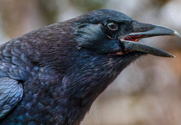 istock Abig black bird arrives on the deck 2000148508