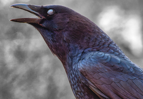 Abig black bird arrives on the deck