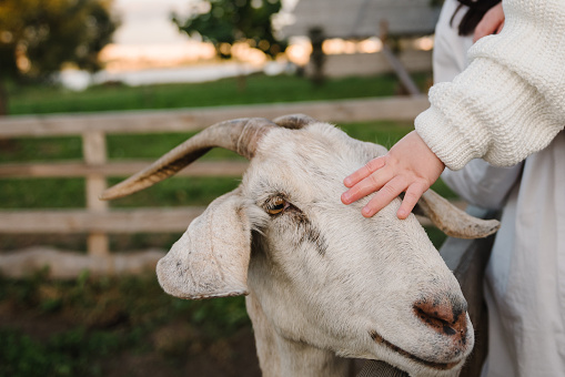 Goat being pet by a woman and child hand in a rural area on the countryside surrounded by greenery. Beautiful white goat countryside friendship nature. Love for animals.  Closeup.