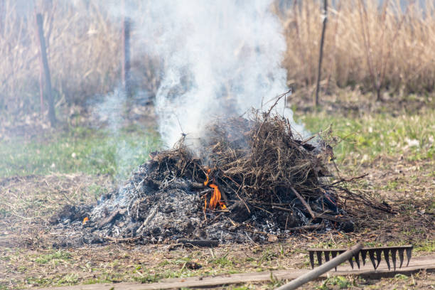 Burning dry grass on the ground in the forest. Close-up.
