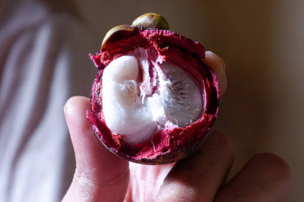 istock a woman's hand holding a peeled mangosteen, a split mangosteen, peeling a mangosteen 2000168138