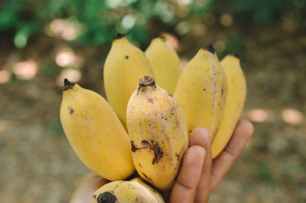 istock thai sweet banana 2000169204