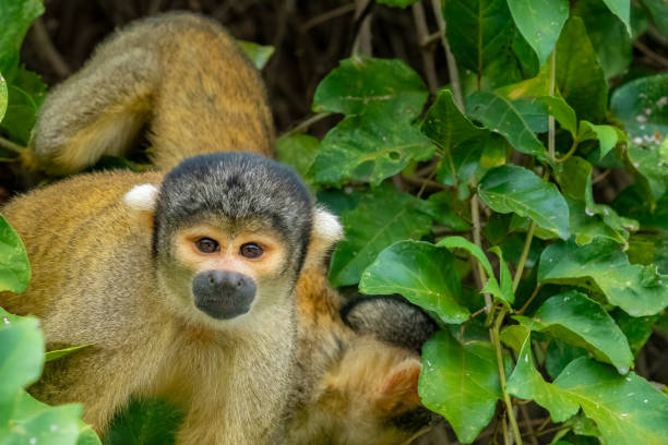 istock Black-capped squirrel monkey  (Saimiri boliviensis), Santa Rosa de Yacuma Protected Park, Rurrenabaque, Beni, Bolivia 2000176573