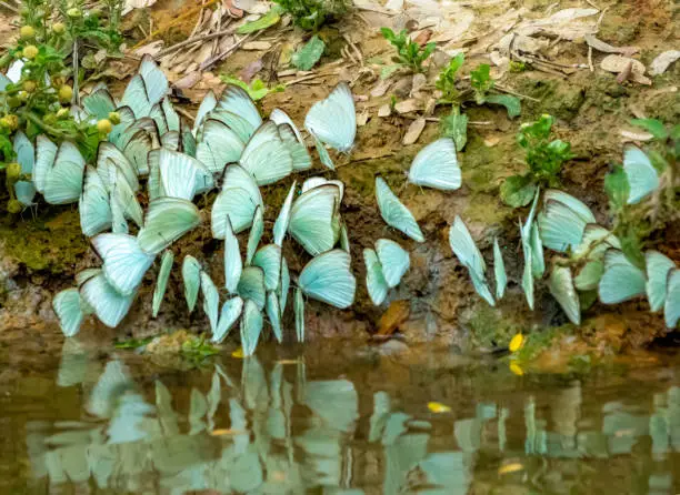 Photo of Large kaleidoscopes of butterflies standing on the shores of the Yacuma river, Santa Rosa, Rurrenabaque, Beni, Bolivia