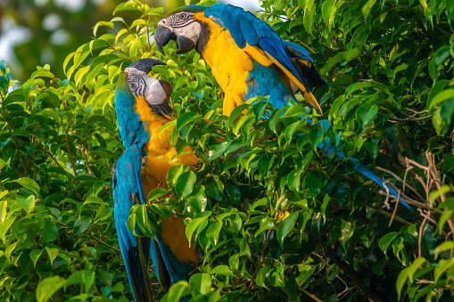 Pair of Blue-and-yellow macaw (Ara ararauna), also known as the blue-and-gold macaw, Rurrenabaque, Beni, Bolivia
