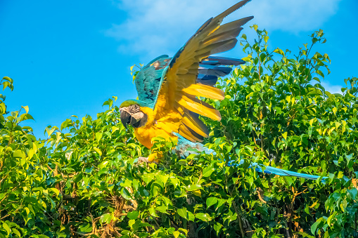 Blue-and-yellow macaw (Ara ararauna) expanding its wings, Rurrenabaque, Beni, Bolivia