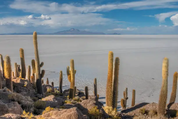 Photo of Giant cactus forest on Incahuasi Isalnd in the middle of the Salar de Uyuni, the world's largest salt flat, Bolivian altiplano