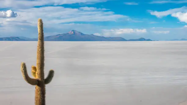 Photo of Giant cacti (Echinopsis atacamensis pasacan) growing in the barren environemnt of the Salar de Uyuni, the world's largest salt flat, Bolivian altiplano