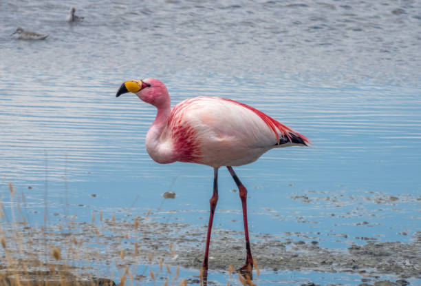 istock Bolivian altiplano 2000178182