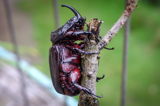 Close up photos of Asian Rhinoceros beetle beautiful, Dynastinae - Rhinoceros Beetle - Rhinoceros beetles have become popular pets in parts of Asia.
