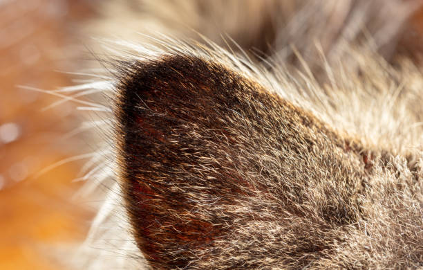 istock Closeup of a cat's ear. Macro. 2000187726