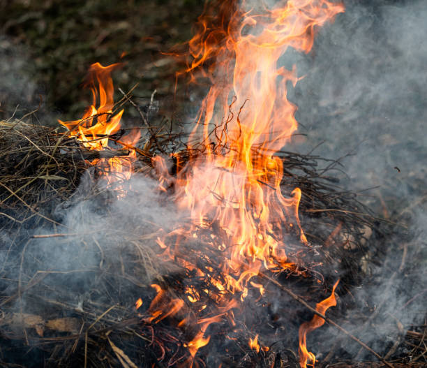 istock Burning dry branches in the forest, close-up 2000188249