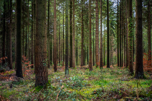 istock In the middle of a Wiltshire forest. 2000191456