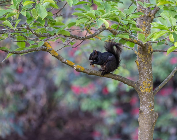 Curious Squirrel in Park - Animal wildlife in urban park area looking cute and curious next to path in lush green public park.