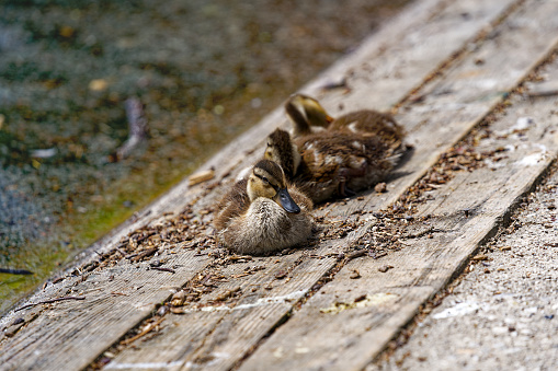 Close-up of three cute ducklings at lakeshore of Slovenian Lake Bled on a cloudy summer day. Photo taken August 8th, 2023, Bled, Slovenia.