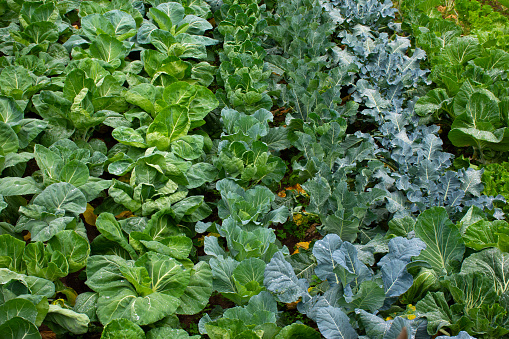 Cabbage collards garden rows. Collard greens varieties in a homestead garden in spring. High quality photo