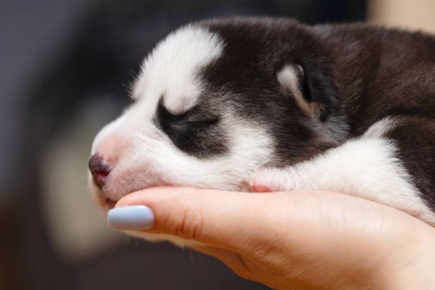 istock Newborn Puppy Asleep in Human Hands 2000200687