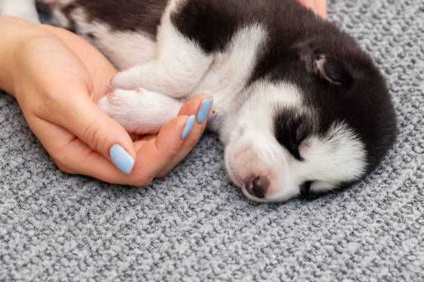 istock Sleeping Husky Puppy in Human Hand 2000202295