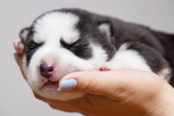 istock Newborn Siberian Husky Puppy in Human Hand 2000202302