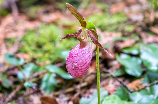 Pink Lady's Slipper Orchid, (Cypripedium acaule in Latin), is also known as Mocassin Flower, grows in the wilderness of Northern Ontario, Canada