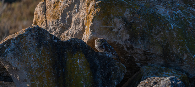 Little Owl (Athene noctua) pair, next to each other, perched on a stone, southern Sardinia