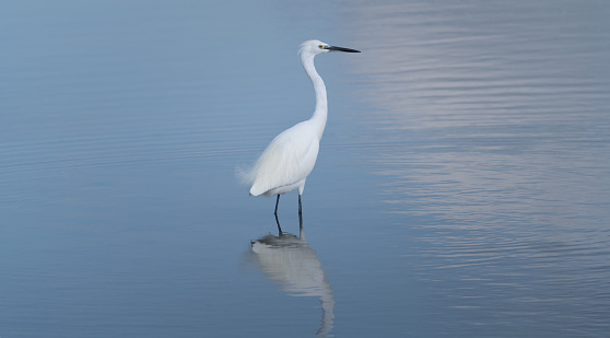 white heron walking in a pond looking for food