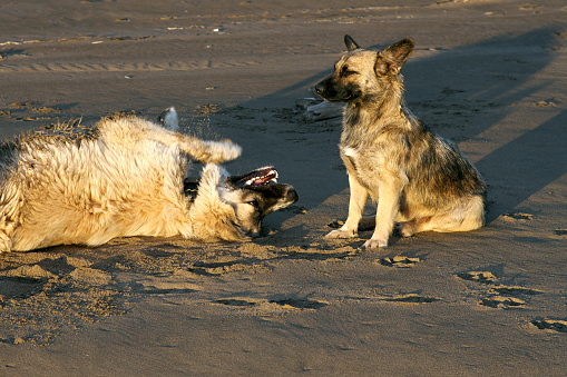 Two mongrels dogs play and communicate on the brown sand of the beach. Evening yellow light