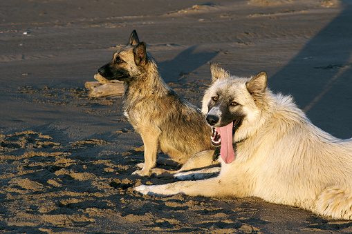 Two mongrels dogs are resting on the brown sand of the beach. Evening yellow light