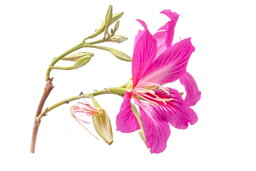 Pink Bauhinia purpurea flower isolated on white background