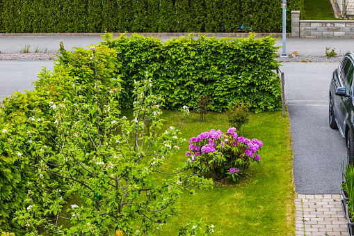Scenic sight of garden featuring blossoming rhododendron bushes and with parked car in private villa's parking lot on warm spring day. Sweden.