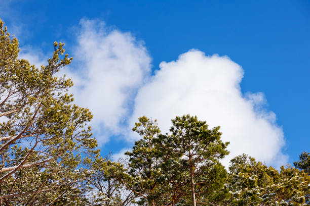 Silhouettes of tree branches on the sky with light clouds