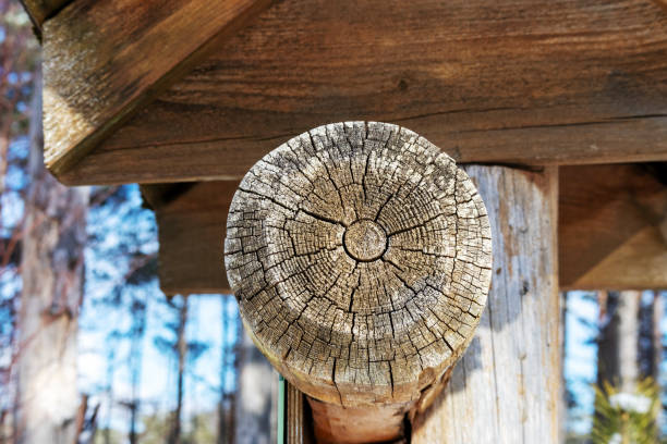A close-up image showcasing the cross-section of a log covered with lichen, demonstrating natural textures and wood patterns in bright daylight. Rural architecture details