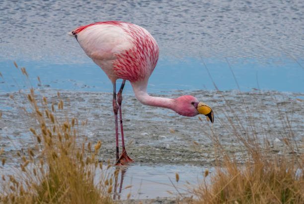istock Bolivian altiplano 2000213384