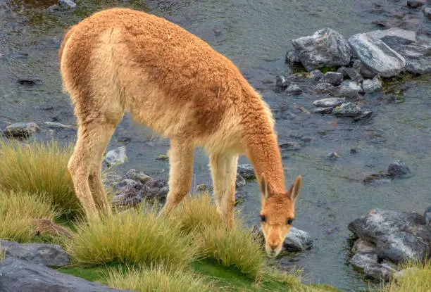 Photo of Closeup of a vicuÃ±a or vicuna (Lama vicugna), Laguna Colorada, Eduardo Avaroa National Reserve, Bolivia