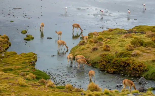 Photo of VicuÃ±a or vicuna (Lama vicugna) herds on a river flowing into Laguna Colorada, Eduardo Avaroa National Reserve, Bolivia