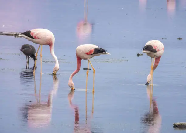 Photo of Bolivian altiplano