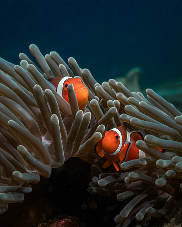 A pair of orange clownfish live in an anemone in the turquoise sea water. Wild life of the ocean. Diving on the coral reef of the marine reserve. Travel to Asia. Exotic pets of the marine aquarium