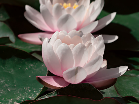 Two waterlilies with green leaves