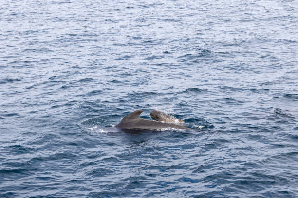 istock A pilot whale calf and its mother surface in unison, their exhalation mist mingling with the cool, indigo waters of the Norwegian Sea near Andenes 2000225165