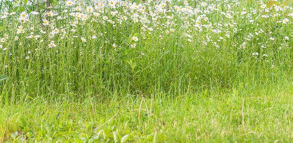 Summer meadow with blooming white daisies