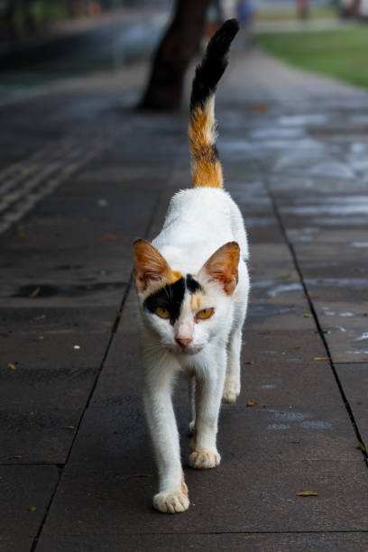 istock tri-colored street cat strolling leisurely on the sidewalk 2000232327