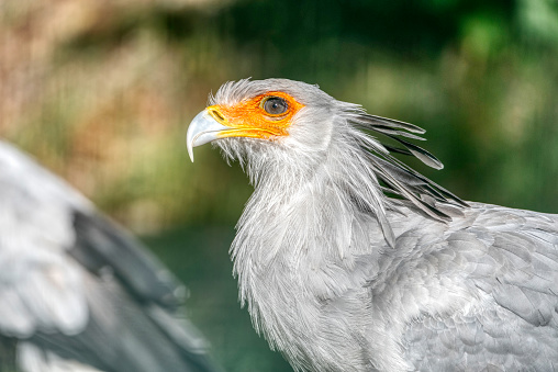 Portrait of the fascinating Secretary bird, a large predatory bird that mostly stays on the ground.