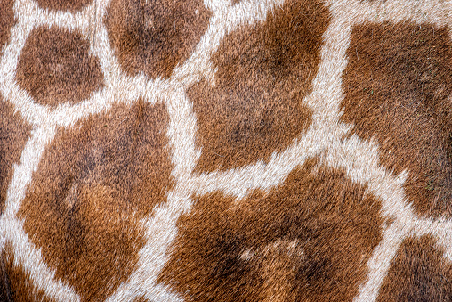 Animal skin background of the patterned fur texture on an African giraffe