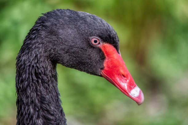 istock Black swan swimming by the lake 2000235038