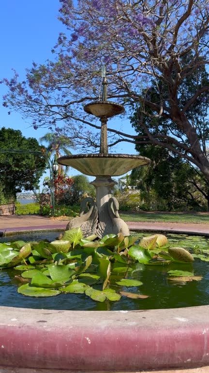 A traditional, classical style fountain with water lilies in the lower pond which reflects the sunlight onto the underside of the fountain, with a jacaranda tree blowing in the wind in the background