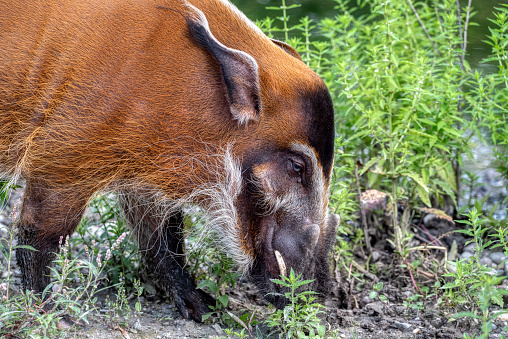 Red River Hog. a mostly nocturnal animal seen in rainforests, this hog likes swamp areas, and mostly look for food as a group at night, and are omnivorous.