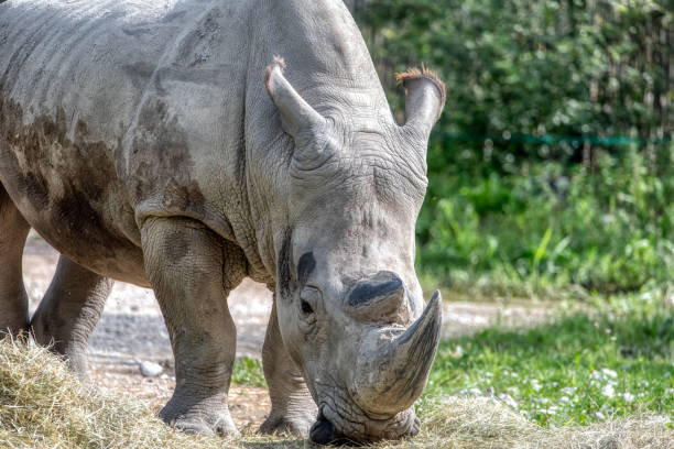 istock White Rhinoceros Ceratotherium simum Square 2000236118