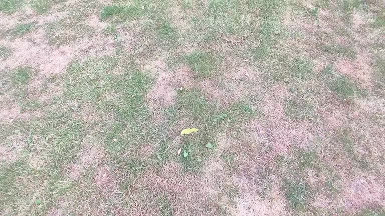 Green lawn with dead spot. disease cause amount of damage to green lawns, lawn in bad condition. Lawn problem